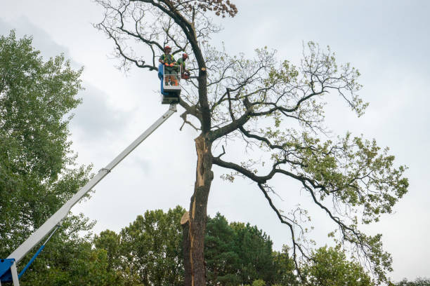 Best Tree Cabling and Bracing  in Verona, PA